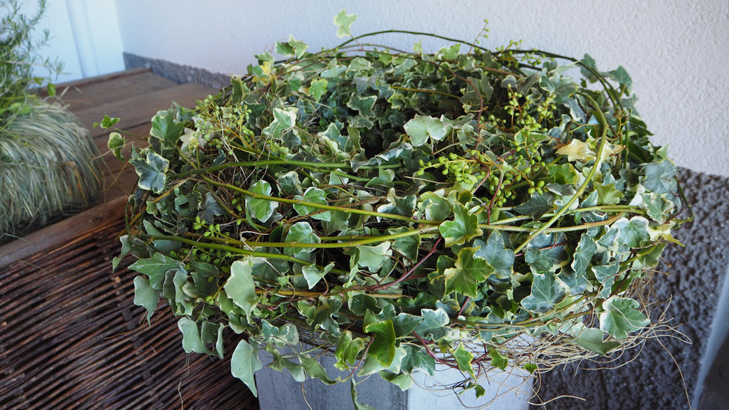 PA042277.JPG