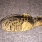 Tigerkatze Diega / Bregenz