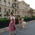 Alpakas touren durch Wien