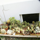 Bregenz Wagner G DSC01791.JPG