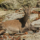 Zootiere genießen Herbstwetter