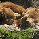 ZooSBG_Braunbaeren_Herbst.jpg