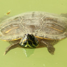 ZooSBG_Wasserschildkroete_Herbst.jpg