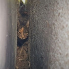 Katze aus Spalt gerettet