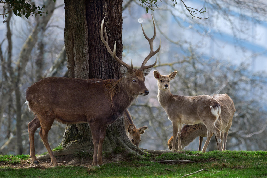 Sikahirsch und Wild.jpg