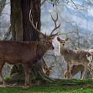 Sikahirsch und Wild.jpg