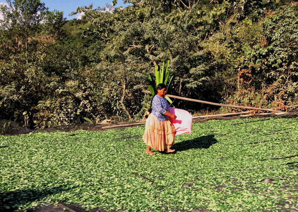 Kokabl__tter beim Trocknen.JPG