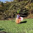 Kokabl__tter beim Trocknen.JPG