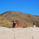 Lamas.JPG