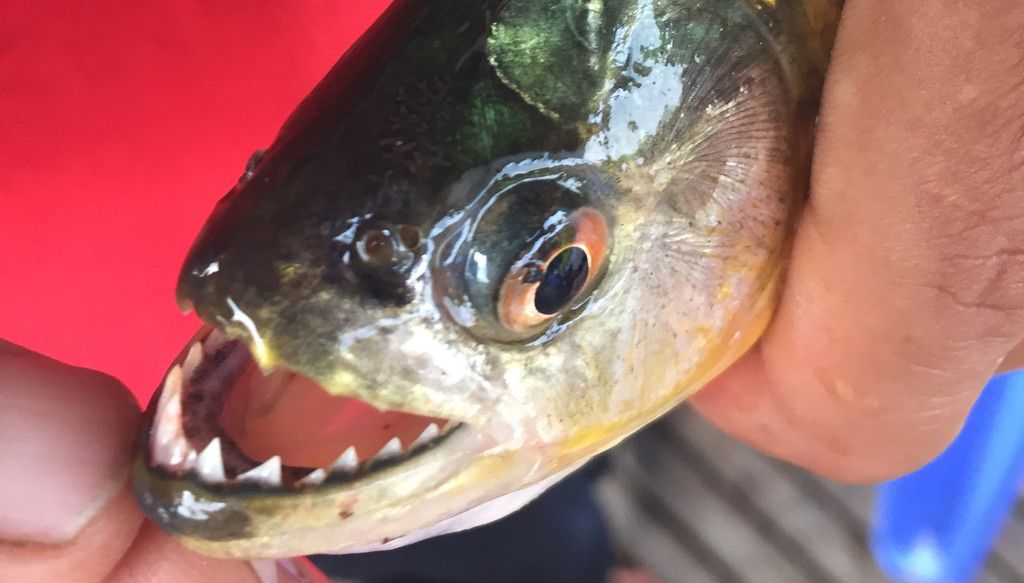 Piranha.jpg