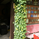 H__chst Wohlleib G DSC01870.JPG