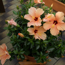 H__chst Wohlleib G DSC01871.JPG