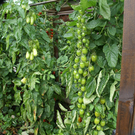 Kennelbach Lischka G DSC01768.JPG