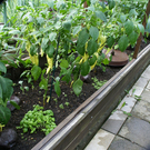 Kennelbach Lischka G DSC01769.JPG