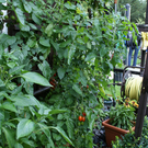 Kennelbach Lischka G DSC01771.JPG