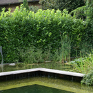 Lustenau B__sch Michael G DSC01887.JPG