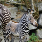 Nachwuchs bei Grevy-Zebras im Salzburger Zoo