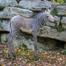 ZooSBG_Grevy_Zebra_Hengstohlen1.jpg