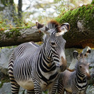 ZooSBG_GrevyZebra_Mutter_Fohlen2.jpg