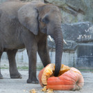 Elefanten erhalten Halloween-Überraschung