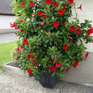 Lustenau Rhomberg G DSC01895.JPG