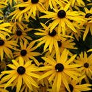 Lustenau Rhomberg G DSC01898.JPG