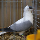 IMG_2869.JPG