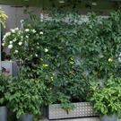 Schwarzach Ballinger G DSC01926.JPG