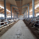 Friesachers neuer Stall in Anif