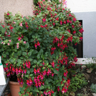 Wolfurt Tscherna G DSC01778.JPG