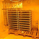 Cannabis-Großplantage in Wien ausgehoben