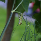 Bludesch Gengenbach G .JPG