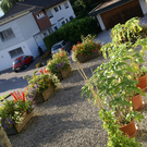 Feldkirch Schatzmann G .JPG