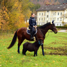 20181104fmt_LeonhardireitenGroedig_ex_16.JPG