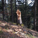 IMG_7386.JPG