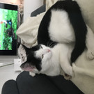 Katzendame aus Hard