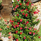 Nenzing Borg G  _5_.JPG