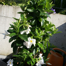 Nenzing Denschert G .JPG