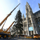 Weihnachtsbaum in Wien