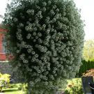 Nenzing Denschert G  _4_.JPG