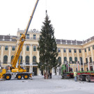 5_Baum wird in Schacht versenkt__c__www_weihnachtsmarkt_co_at-FOTOFALLY.jpg