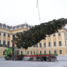 3_Baum wird vom Tieflader gehoben__c__www_weihnachtsmarkt_co_at-FOTOFALLY.jpg