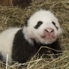 Pandas in Schönbrunn