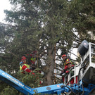 Weihnachtsbaum am Rathausplatz