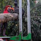 christbaum_2018_0077.jpg