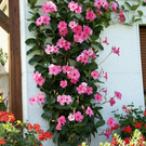 Nenzing Latzer G  _4_.JPG