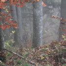 IMG_9485.JPG