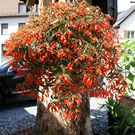 N__ziders Krone G  _2_.JPG