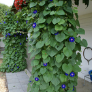 R__ns Vonb__hl G  _2_.JPG