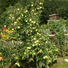 R__ns Vonb__hl G  _4_.JPG